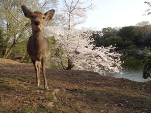 奈良公園の鹿の写真